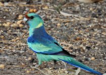 BF Australian Ringneck ABC thread.jpg