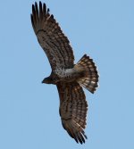 Short-toed Eagle 8.jpg