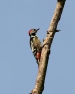 Middle Spotted Woodpecker.jpg