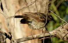 BF Rufous Songlark ABC thread.jpg