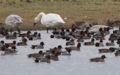 IMG_5416a Bewicks Swan 12 Jan 2019 Slimbridge.jpg