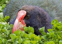 Takahe.jpg