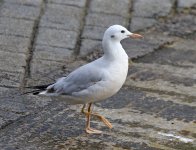 Slender-billed Gull_5303.jpg