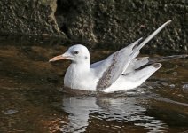 Slender-billed Gull_5318.jpg