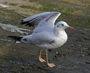 Slender-billed Gull_5590.jpg