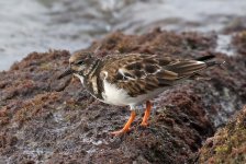 Turnstone_5284.jpg