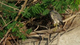 IMG_9152 Striated Heron @ San Tin bf.jpg