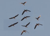 hybrid red-breasted goose-roenne banke-291021.JPG