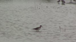 redshank5.jpg