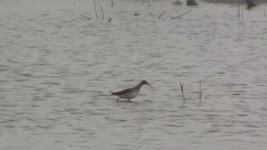 redshank6.jpg