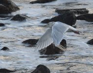 Glaucous Gull_Girdle Ness_271121b.jpg