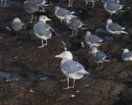 Glaucous Gull_Girdle Ness_271121d.jpg