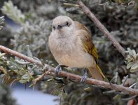 BF Brown Honeyeater ABC thread.jpg