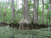 Bald Cypress.jpg