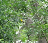 Prothonotory Warbler.jpg