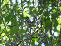 Blackpoll Warbler.jpg