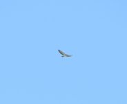 Short-tailed Hawk.jpg