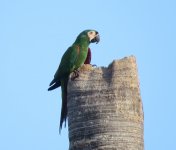 Chestnut-fronted Macaw.jpg