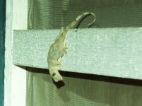 Tropical house gecko.jpg