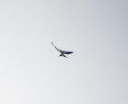 Swallow-tailed Kite.jpg