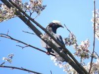 White-crowned Pigeon.jpg