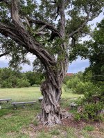 Buttonwood tree.jpg