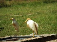 Cattle Egret.jpg