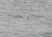 0182 Yelkouan Shearwater 3.JPG