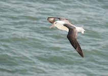 0109 Black-browed Albatross 1.JPG