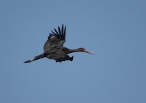 0353 Black Stork 5.JPG