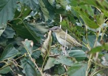 8871 Red-eyed Vireo 1.JPG