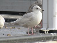 Simcoe Gull (2).JPG