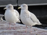 Simcoe Gull (3).JPG