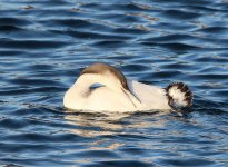 3 Black-Throated Diver.JPG