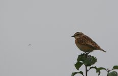 4 Whinchat.JPG