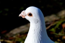 Dove DSC_0081.JPG