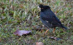 DSC00015 Crested Myna @ DB bf.jpg