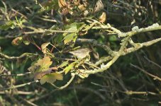 01 - Sulphur-bellied Warbler.jpg