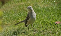 04 - Northern Mockingbird.jpg