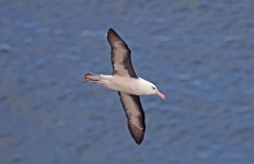 05 - Black-browed Albatross.jpg
