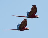 Scarlet Macaw.jpg