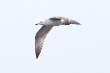 gull_flight.jpg