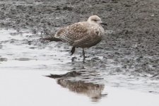 gull_juvenile.jpg