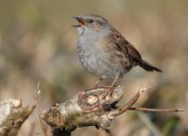 Dunnock.JPG