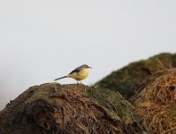 Grey Wagtail.JPG