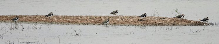 DSC00414 Northern Lapwing @ Mai Po bf.jpg