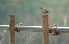 DSC00445 Daurian Redstart @ Mai Po bf.jpg