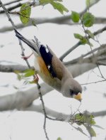 DSC00479 Chinese Grosbeak @ Mai Po bf.jpg