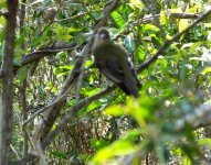 BF Olive-backed Oriole 3 October 2019 Worst Picture thread.jpg