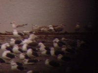 1st-w Caspian Gull in flight Youghal.jpg